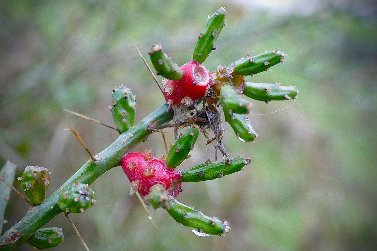 Close-up of tasajillo in the rain