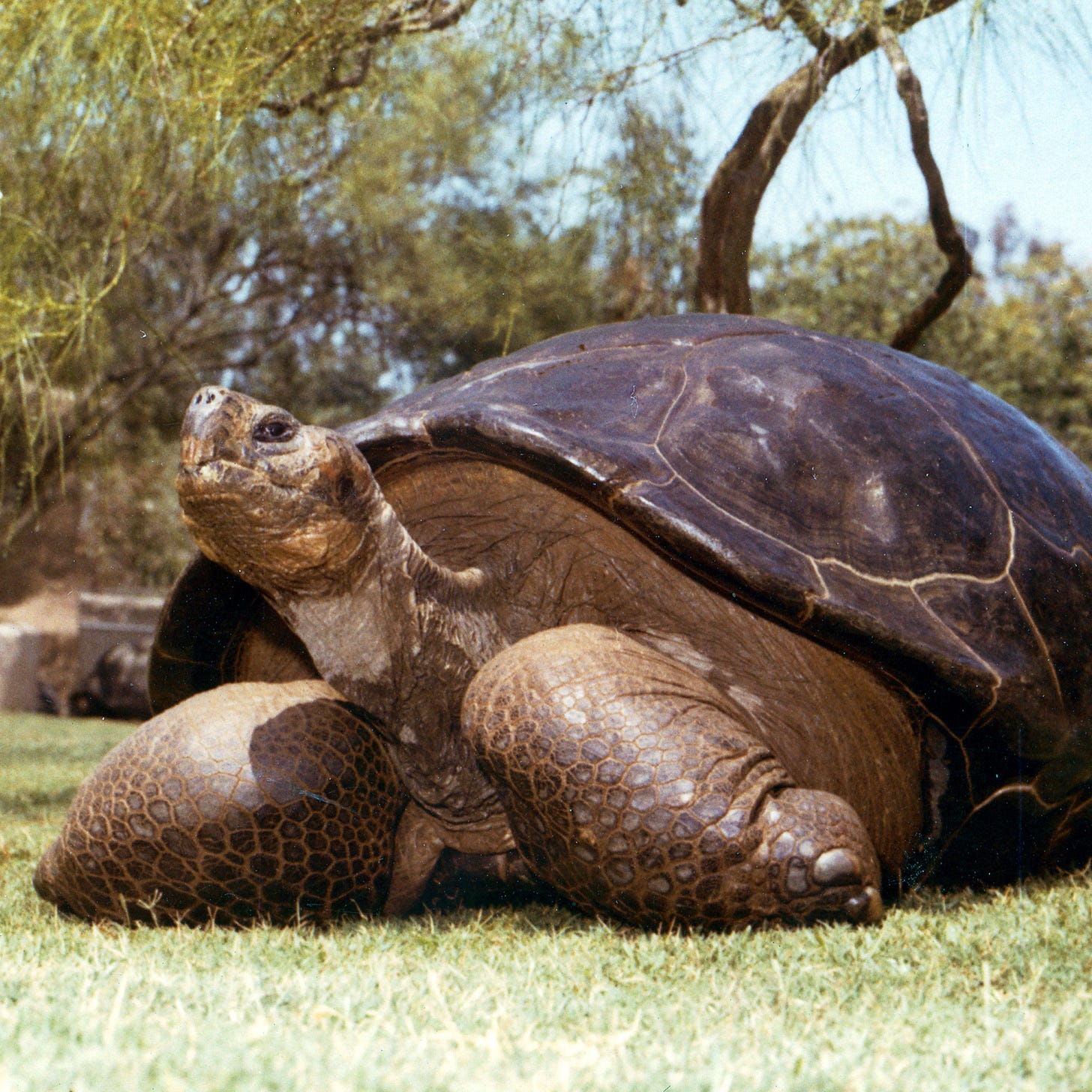 150-year-old tortoise dies at San Diego Zoo | MPR News 150-year-old tortoise dies at San Diego Zoo | MPR News