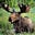 Moose Ranter's avatar