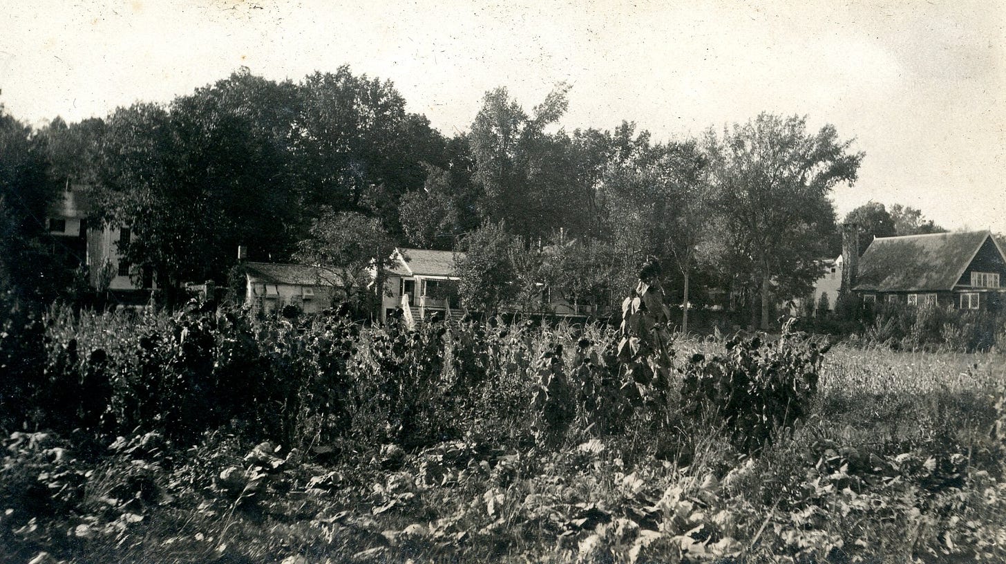 sunflowers