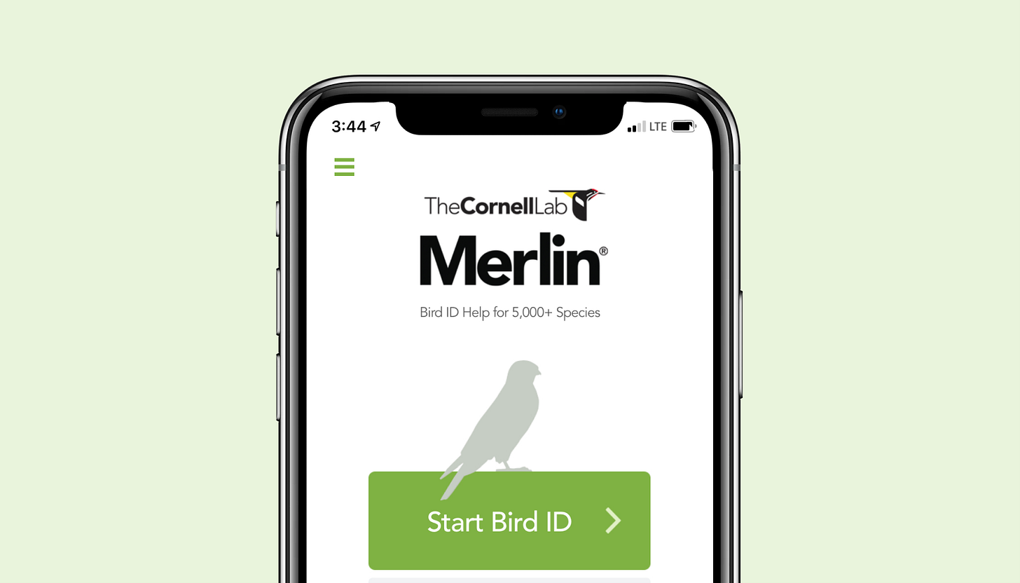 Download Merlin Bird ID for iOS and Android – Merlin Bird ID – Free,  instant bird identification help and guide for thousands of birds
