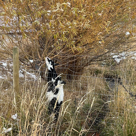 Pictures of a goat trying to reach new forage