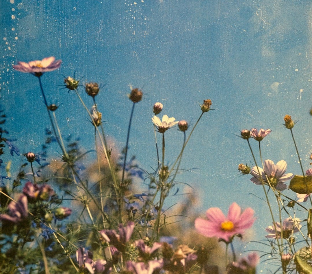 white petaled flowers during daytime photo