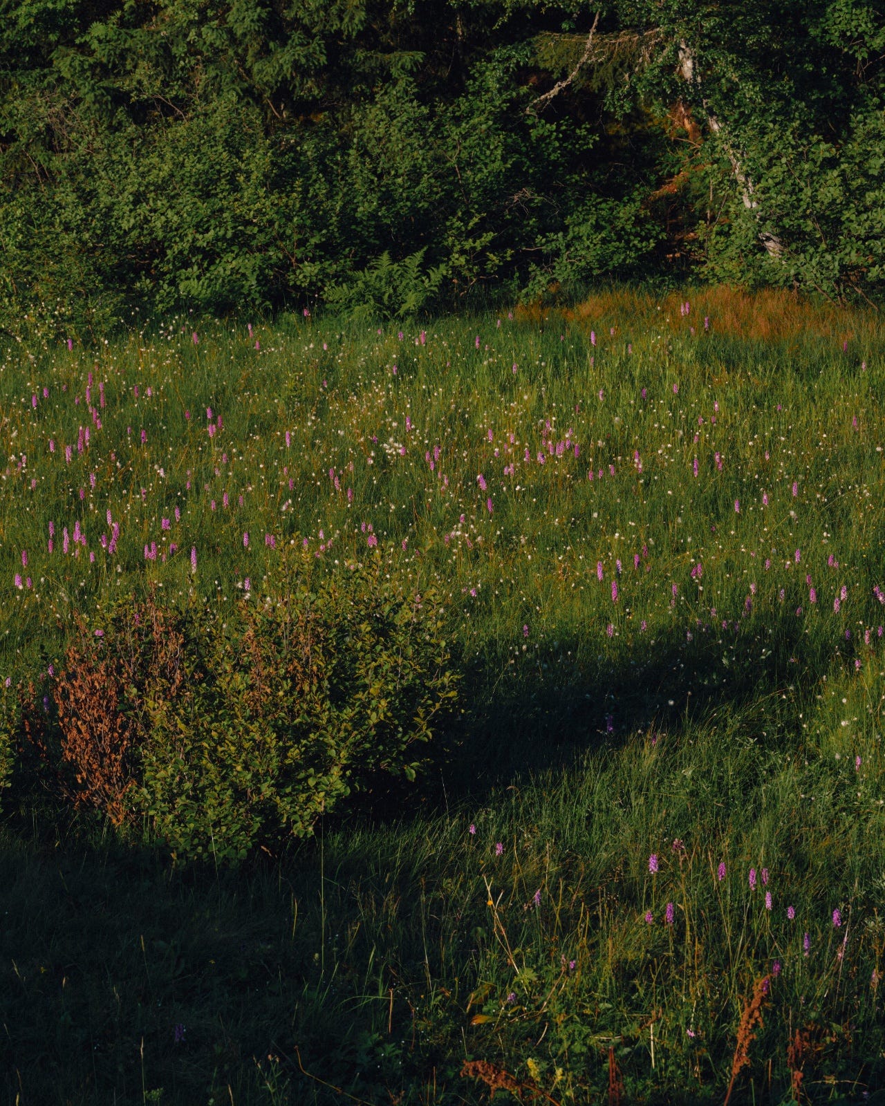 A meadow of pink wild orchids in evening light at the edge of a forest.