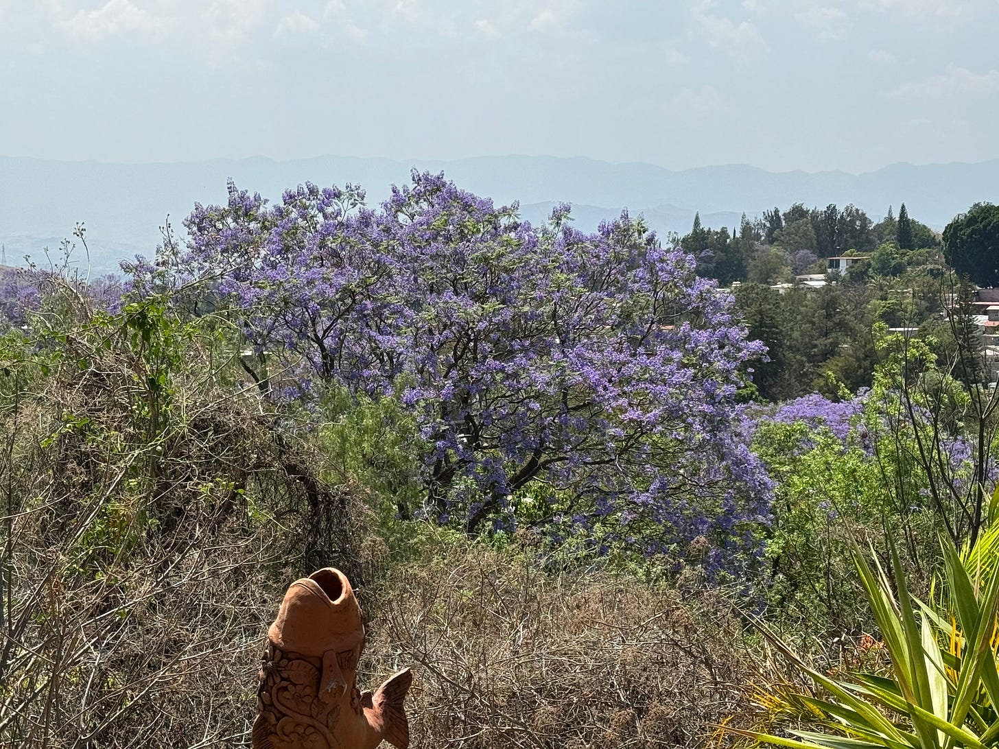 A jacaranda tree growing on a hill.