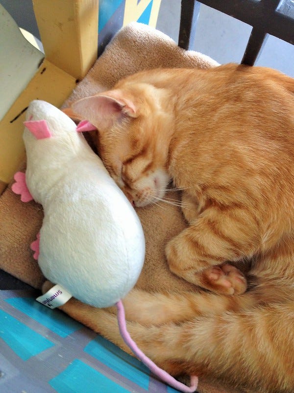 Ginger Cat Sleeping with Rat Ginger Cat Sleeping with Rat