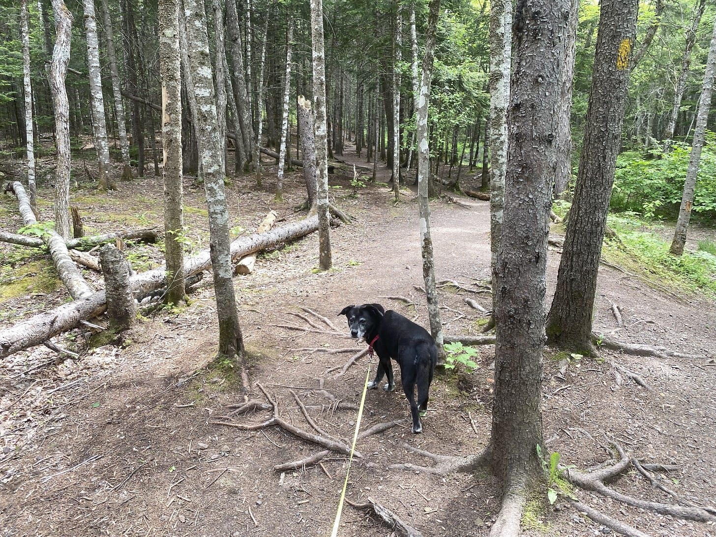 Senior black dog on lead in woods, looking back at camera