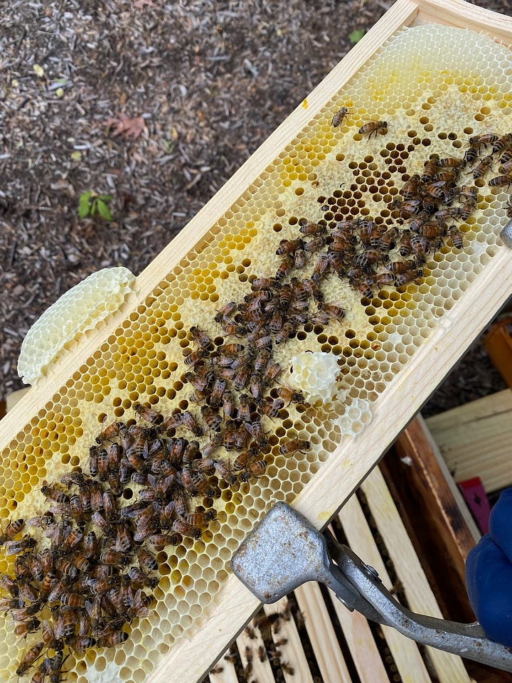 Bees on frames and in hives.