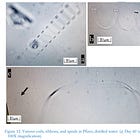 Das "Nanobot" Paper - Reißerische, falsche Interpretation altbekannter Daten