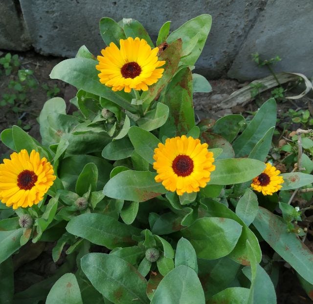 Four yellow flowers with brown centres in a bush. Four yellow flowers with brown centres in a bush.