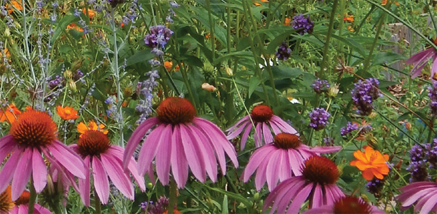 Why Native? - Wildflower Association of Michigan Why Native? - Wildflower Association of Michigan
