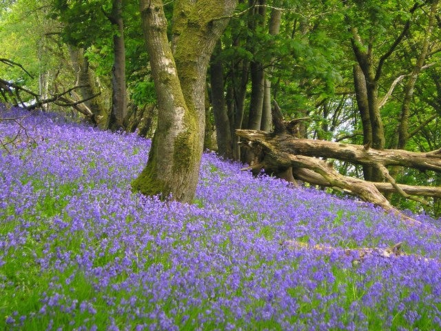 Bluebell wood - Wikipedia
