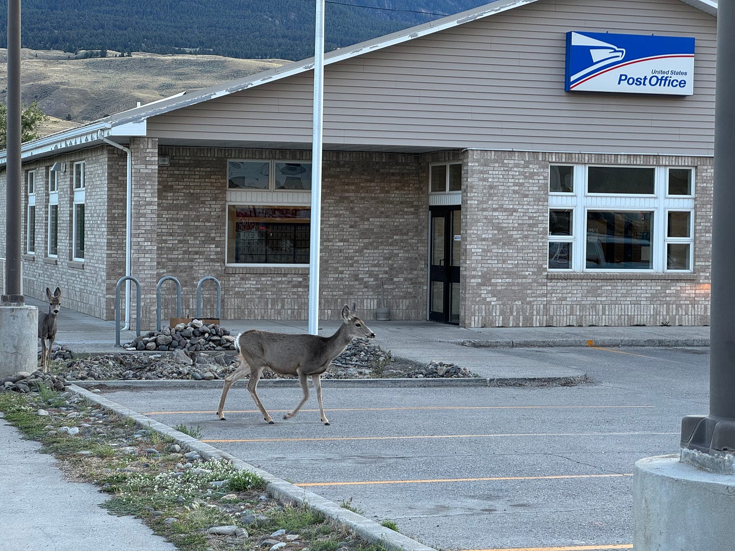 Two does saunter into the parking lot in front of a buff-colored post office building in Gardiner, MT. The high slopes of the northern boundary of Yellowstone are visible beyond. 