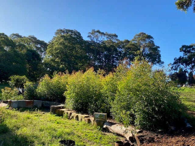 The Urban Hum Tiny Forest at 7 months old