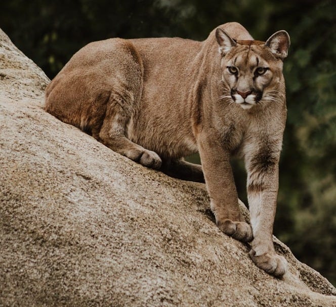 cougar on brown rock formation