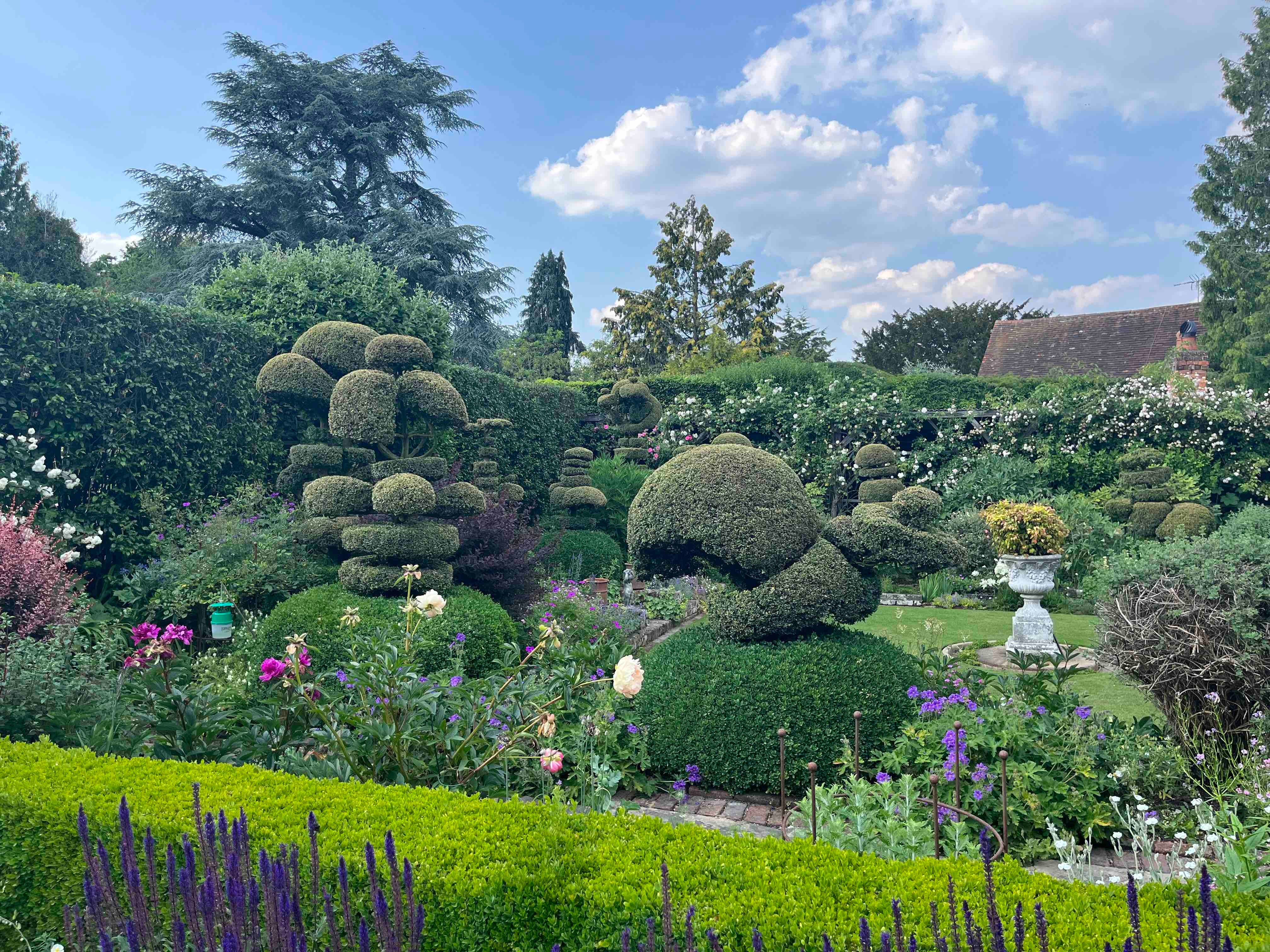 Box Topiary - by Clare Foster - Bud to Seed, image size:4032x3024