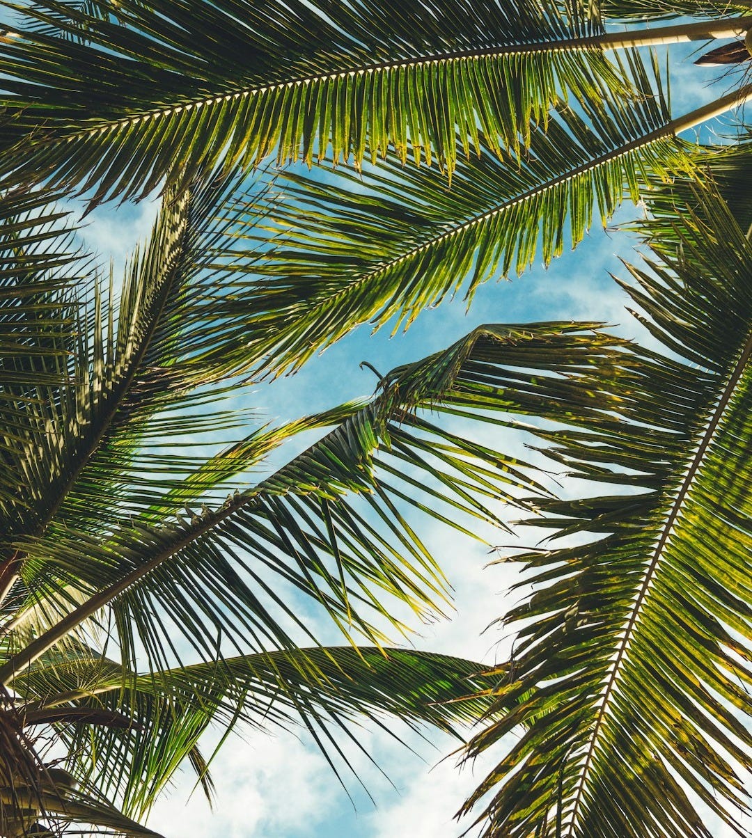 coconut tree leaves under blue sky during daytime coconut tree leaves under blue sky during daytime