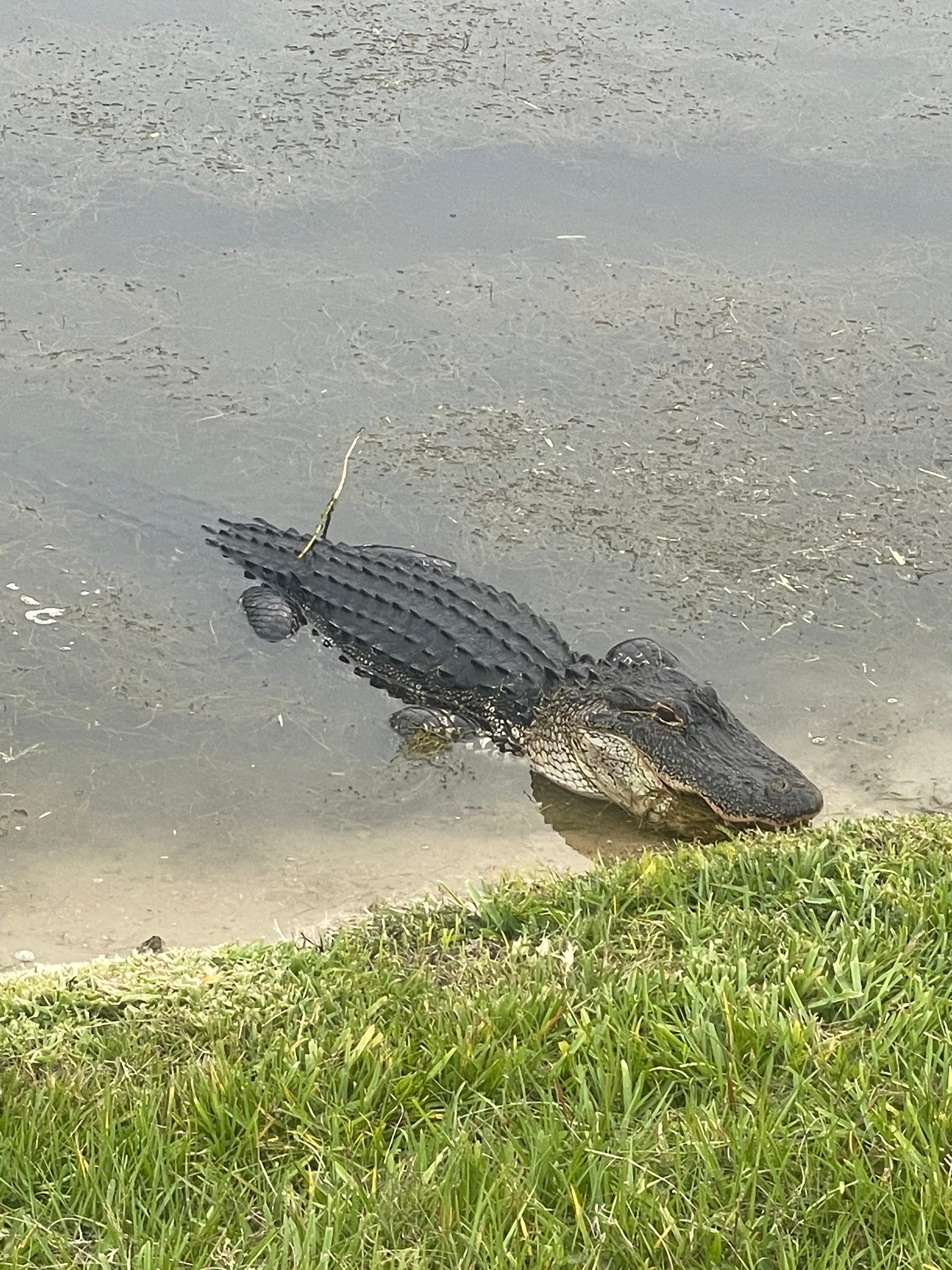 Gator - Image by Robert G. Metivier, 2023