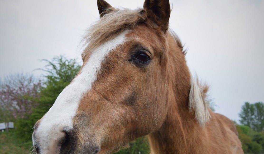 New survey aims to enhance nutrition support for senior horses