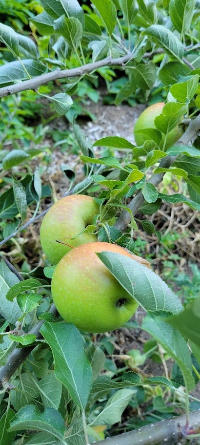 three red-green apples growing on a leafy branch