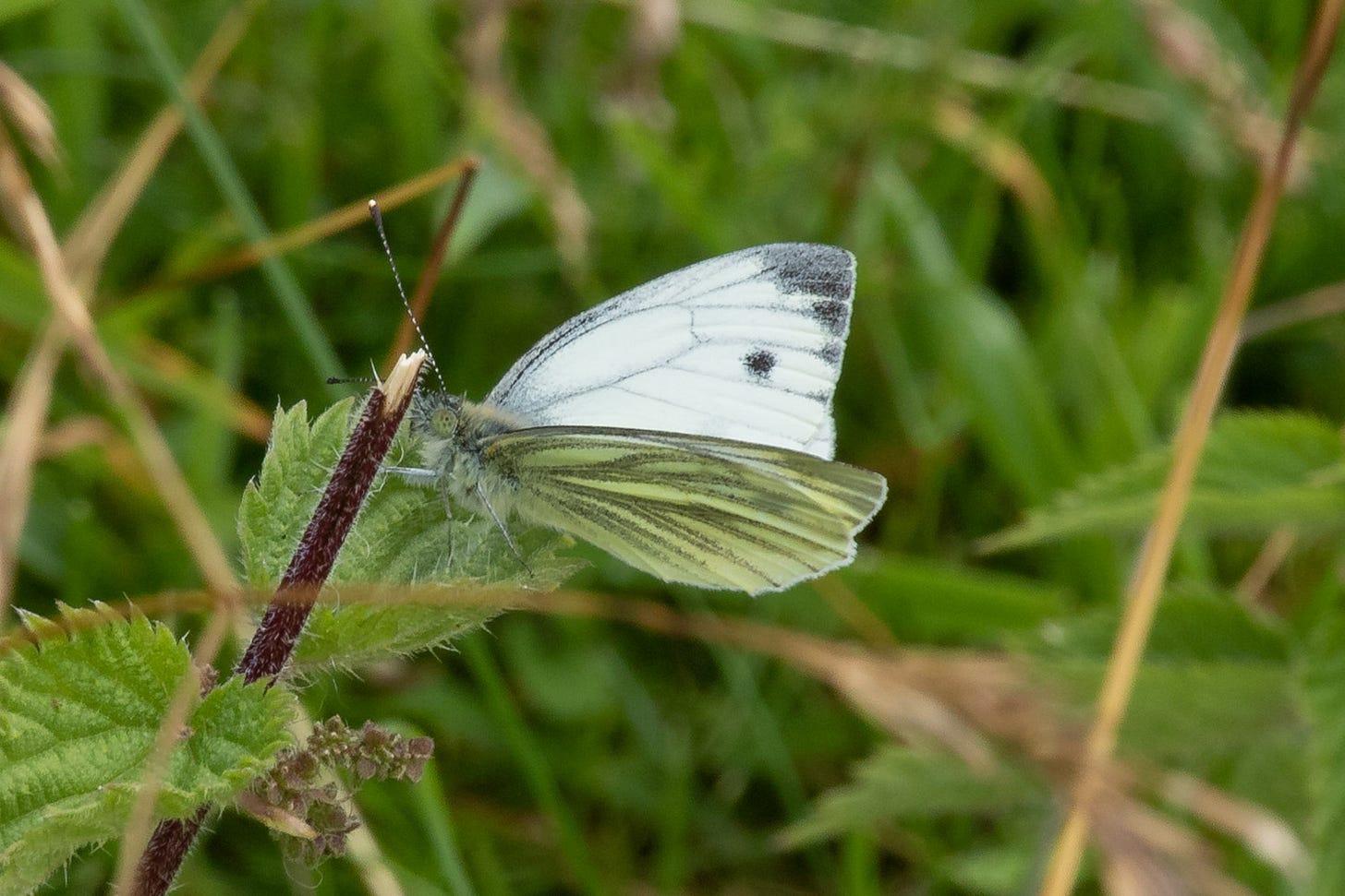 Green-veined white butterfly © Felicity Martin