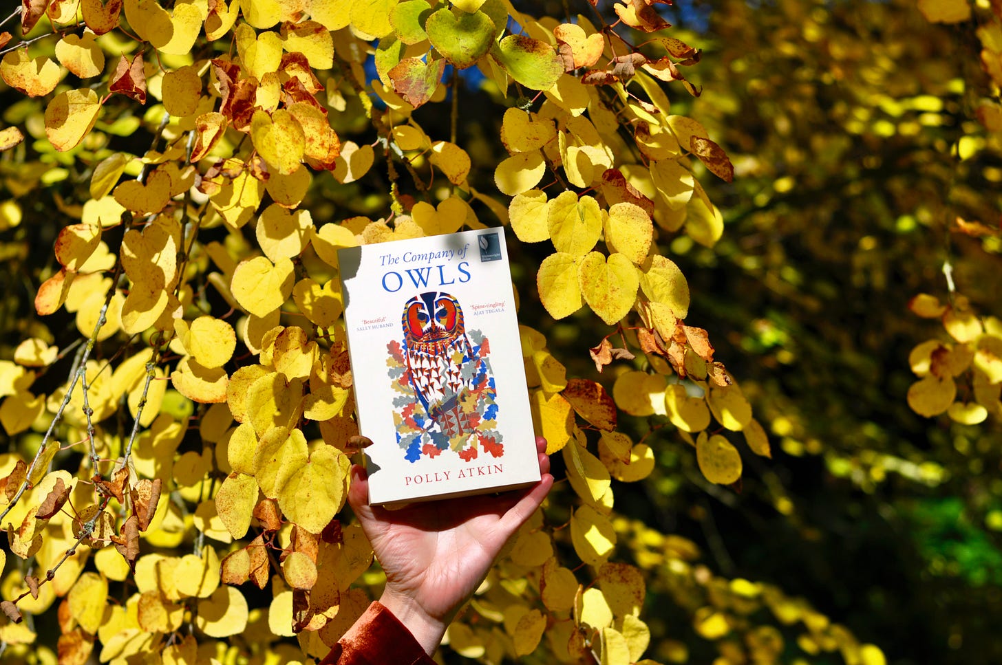 In bright sun, Polly's hand holds paperback copy of The Company of Owls up against golden and orangey leaves of Katsura tree.