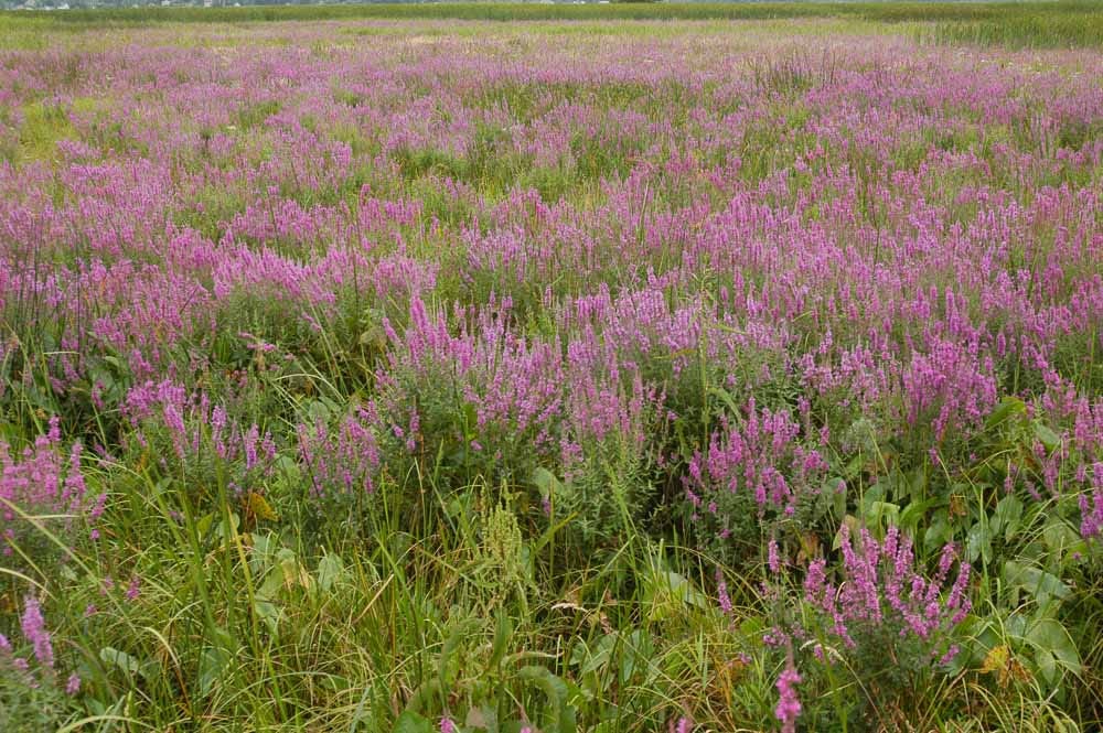 Purple Loosestrife in Sedge Meadow Purple Loosestrife in Sedge Meadow