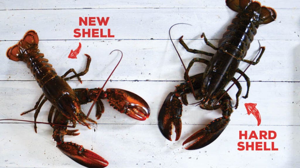 New Shell vs. Hard Shell: What's the Difference? - Maine Lobster