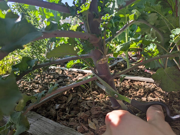 Left Image: Close-up of scissors cutting a kale stem near the base of the plant in a raised garden bed, showcasing a careful harvesting technique. Right Image: A gardener’s hands using a knife to harvest fresh lettuce leaves from the base of the plant, surrounded by vibrant green foliage.