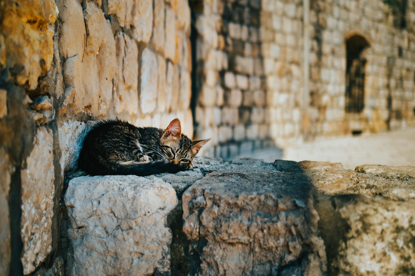 a cat is curled up outside on a stone brick wall