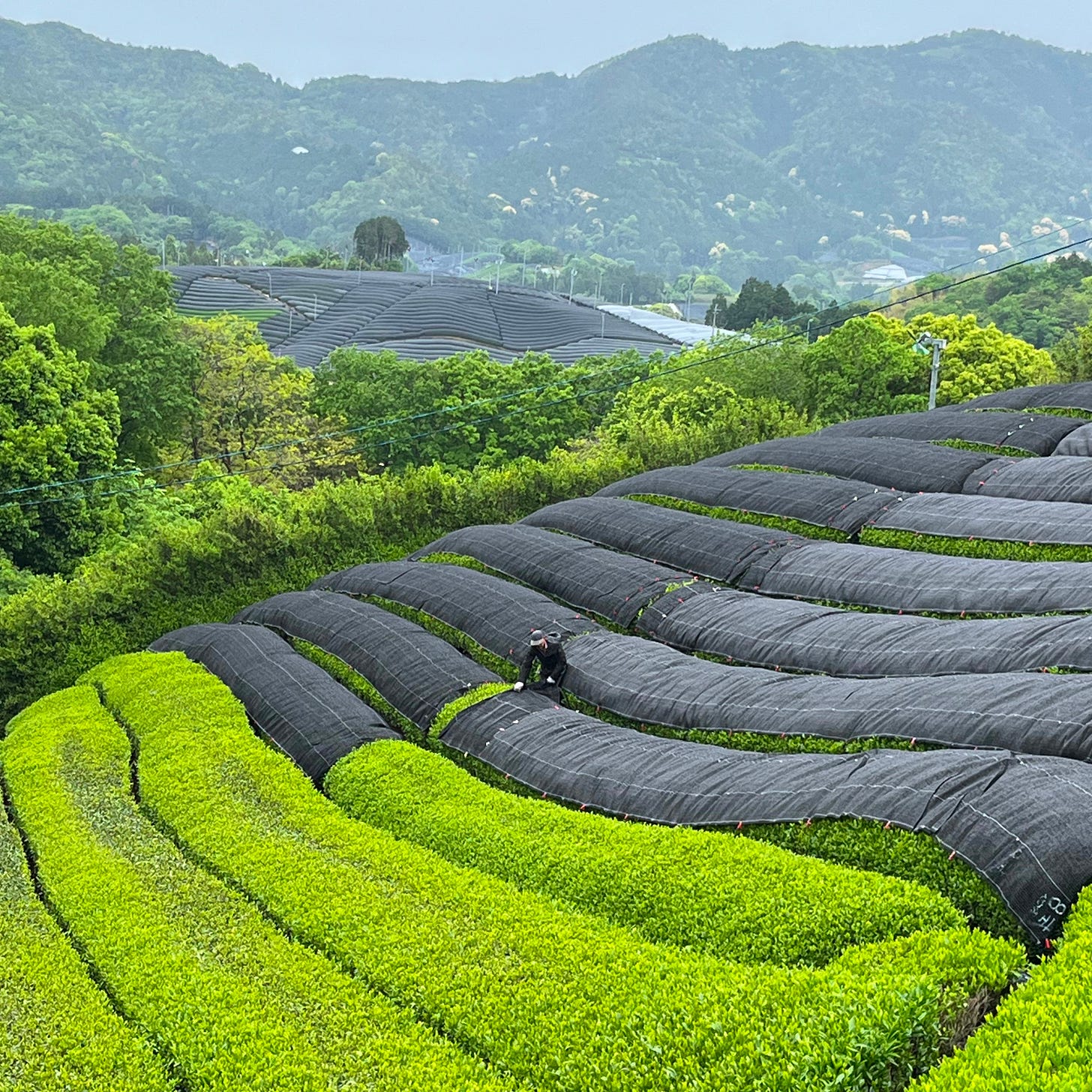 Rows of tea bushes, half shaded and half unshaded, with the small figure of a tea farmer in the middle rolling up shading material, and the mountainous tea field landscape of Wazuka in the background Rows of tea bushes, half shaded and half unshaded, with the small figure of a tea farmer in the middle rolling up shading material, and the mountainous tea field landscape of Wazuka in the background