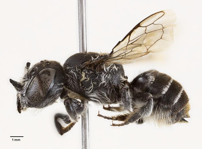 Megachile lucifer