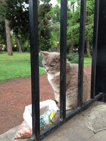 disinterested cat botanical garden