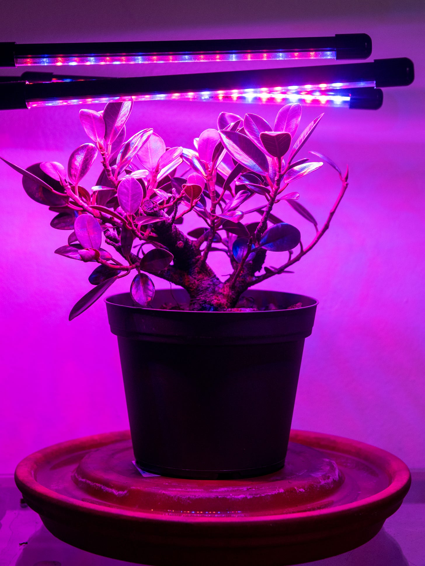 ID: Small ficus tree on a table under three small very purple LEDs