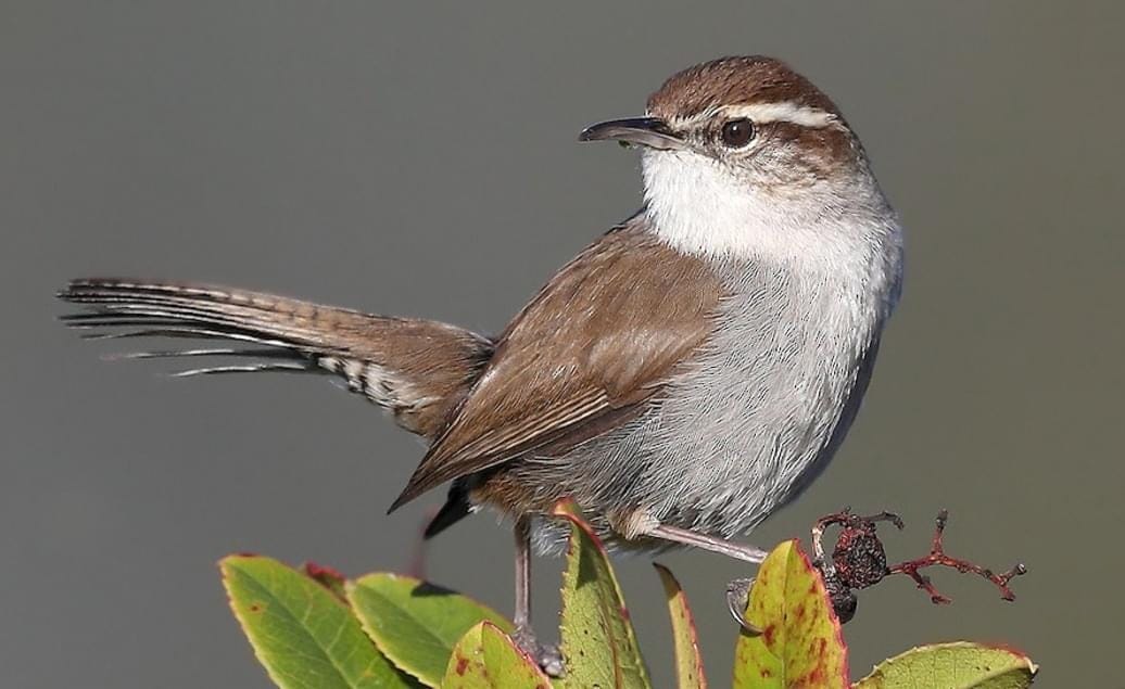 Bewick's Wren Overview, All About Birds, Cornell Lab of Ornithology Bewick's Wren Overview, All About Birds, Cornell Lab of Ornithology