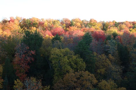 All around the state to find maple trees.