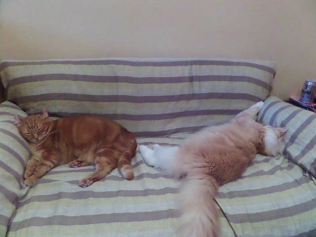 Neko Jelala Cat Cafe Neko Jelala Cat Cafe