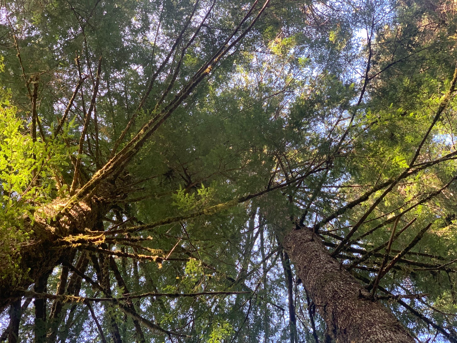 Looking up through tall leafy trees and long limbs to glimpses of blue sky.