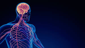 How a Malfunctioning Nervous System ...