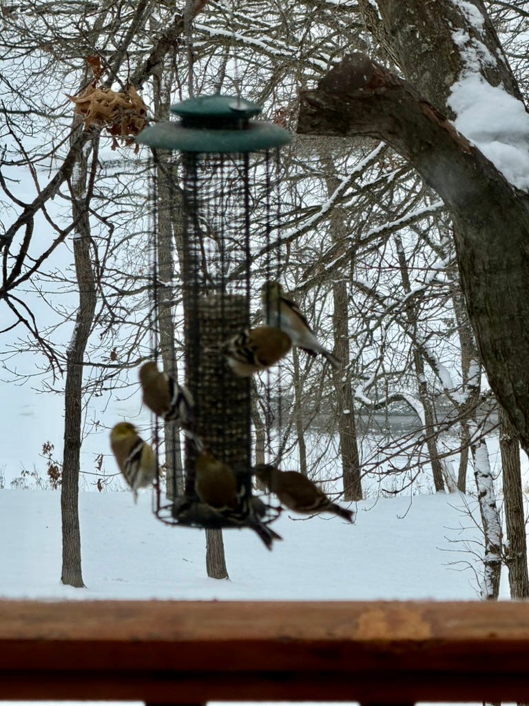 A group of birds on a bird feeder

Description automatically generated