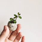 Borrow my Substack notes growth strategy that got 1500 new subscribers in a month