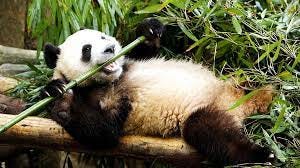 Scientists find out why giant pandas eat bamboo rather than meat - CGTN