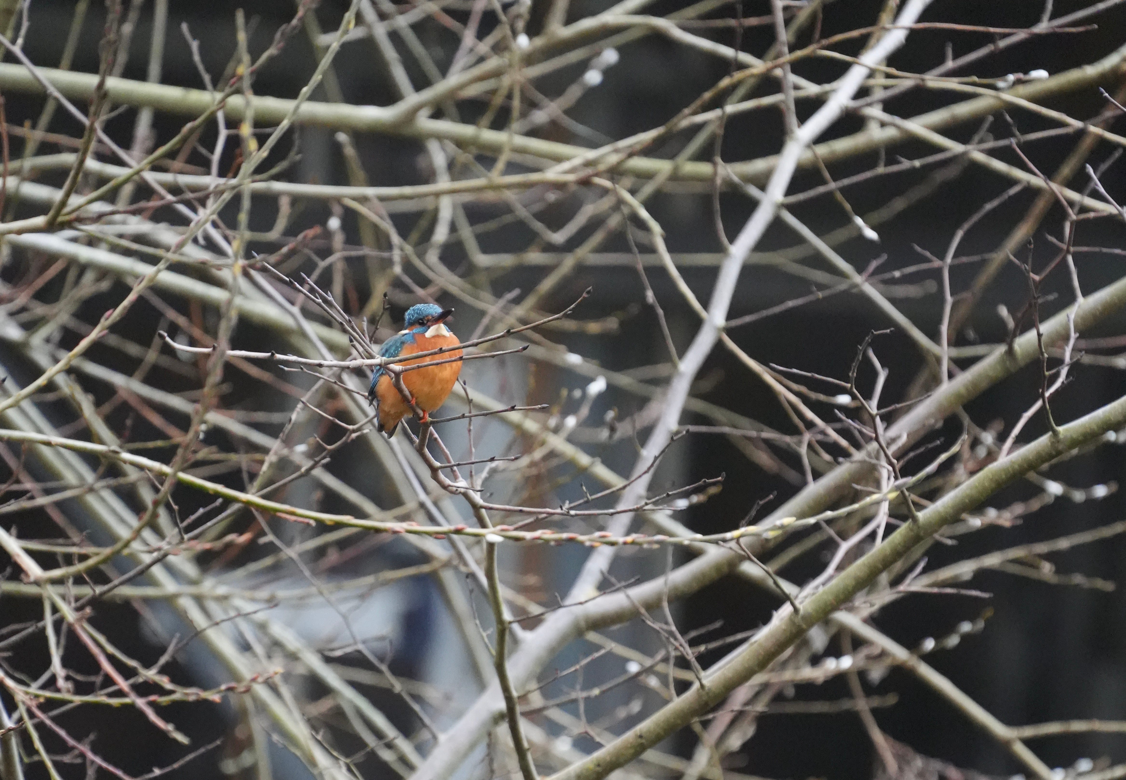 Kingfisher Alcedo Atthis Kingfisher Alcedo Atthis
