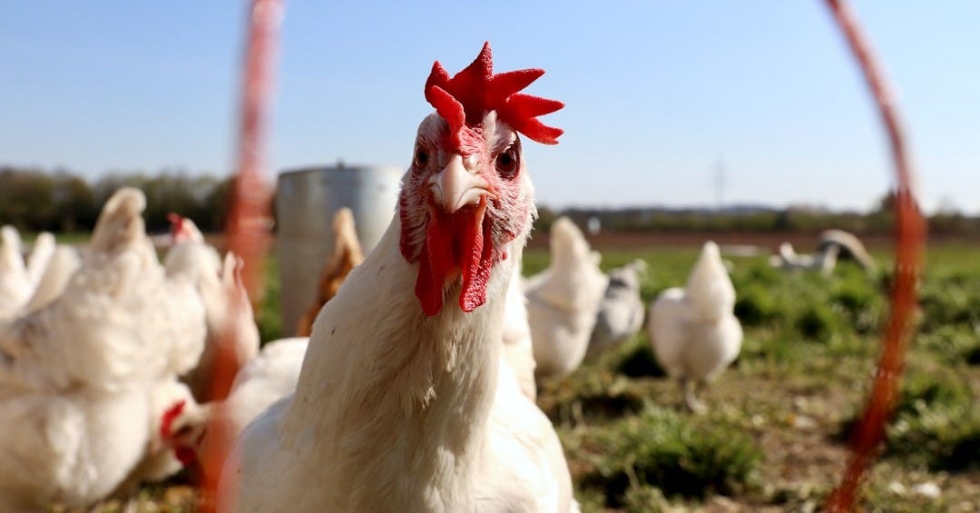 flock of white and red rooster on green grass field during daytime