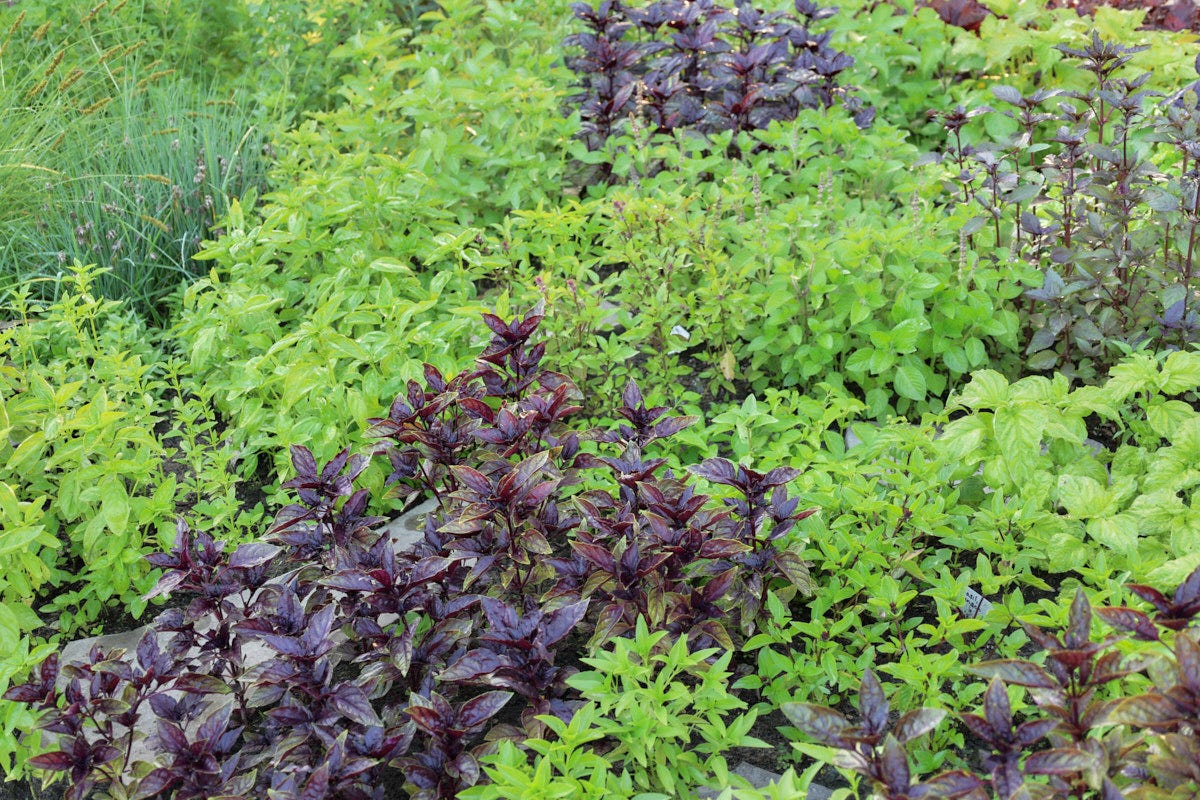 basil varieties in a garden
