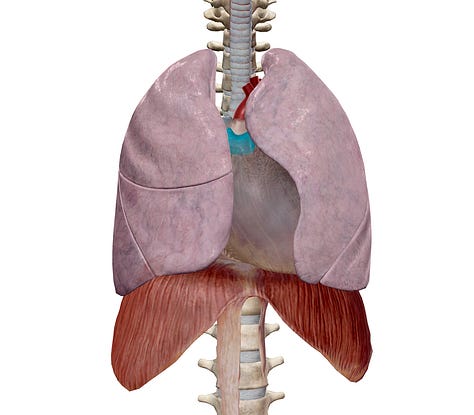 Thymus located in ribcage, relative to heart, and to bladder