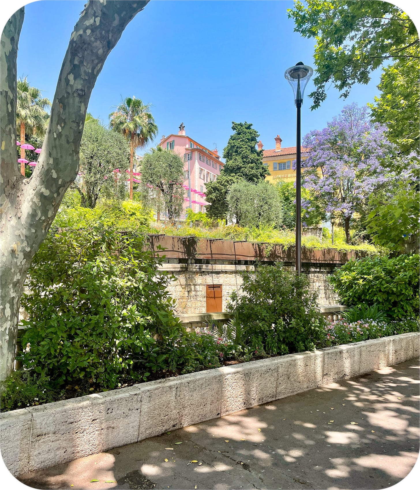 Beautiful flowers, Grasse France