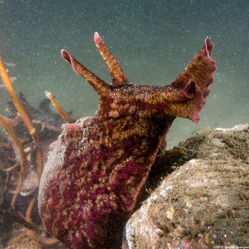 Brown Sea Hare (Aplysia californica) - Spanglers' Scuba