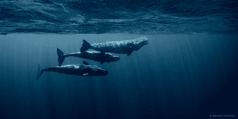 Dominica sperm whales near the surface. Photo Courtesy of The Dominica Sperm Whale Project. Dominica sperm whales near the surface. Photo Courtesy of The Dominica Sperm Whale Project.