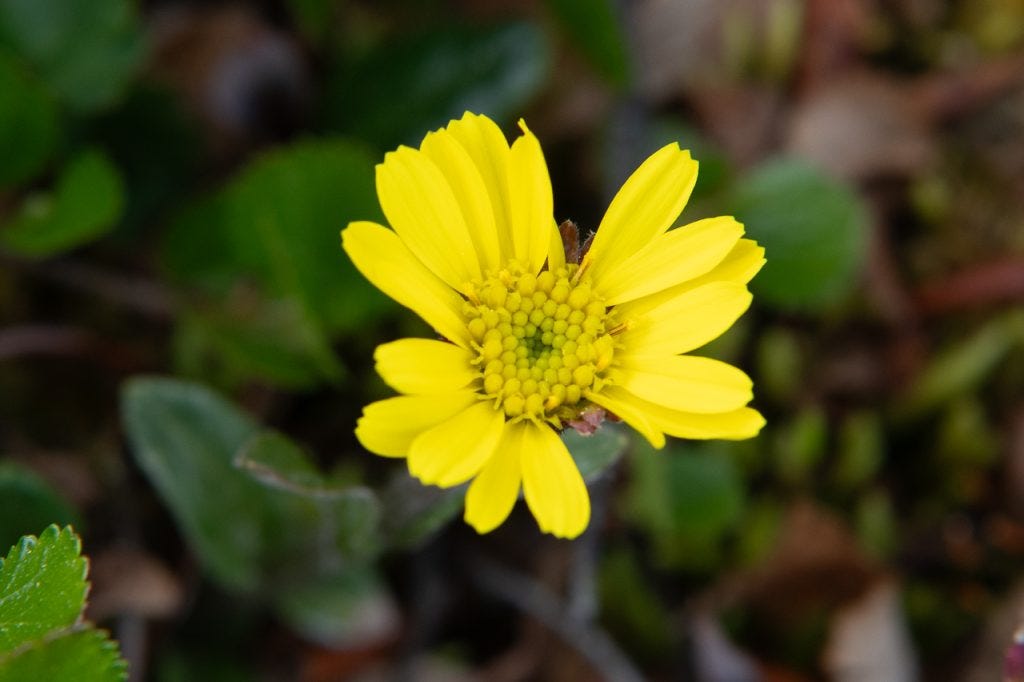 A single yellow daisy-like flower seen from directly above, with two rows of narrow rays around a dense domed center of tiny yellow-green disc florets, set against soft-focus green leaves and dark groundcover.